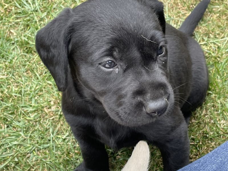 KC Registered Labradors