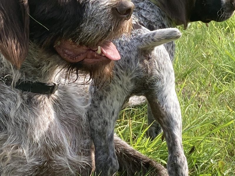 Rare mixed breed Gundog puppies. German Wirehaired Pointer (dam) and Italian Spinoni (sire)