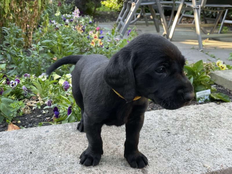 KC Registered Labradors