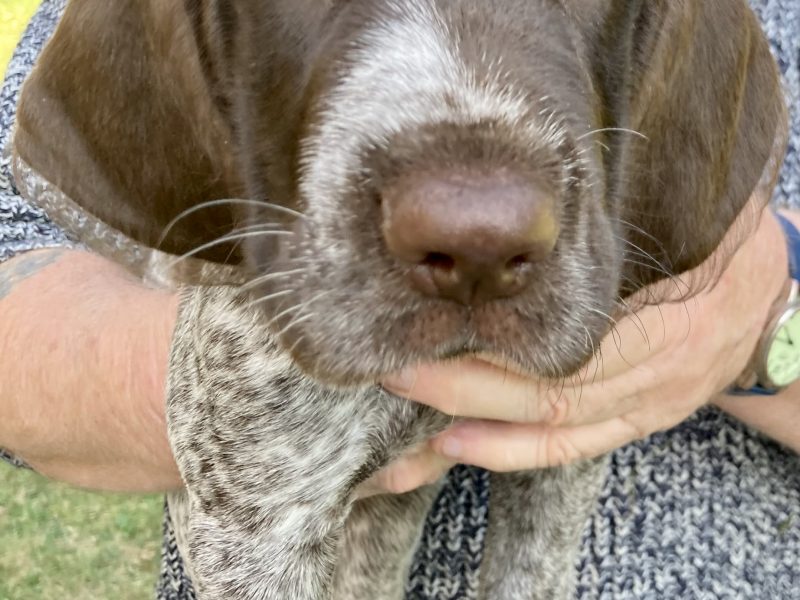 Rare mixed breed Gundog puppies. German Wirehaired Pointer (dam) and Italian Spinoni (sire)