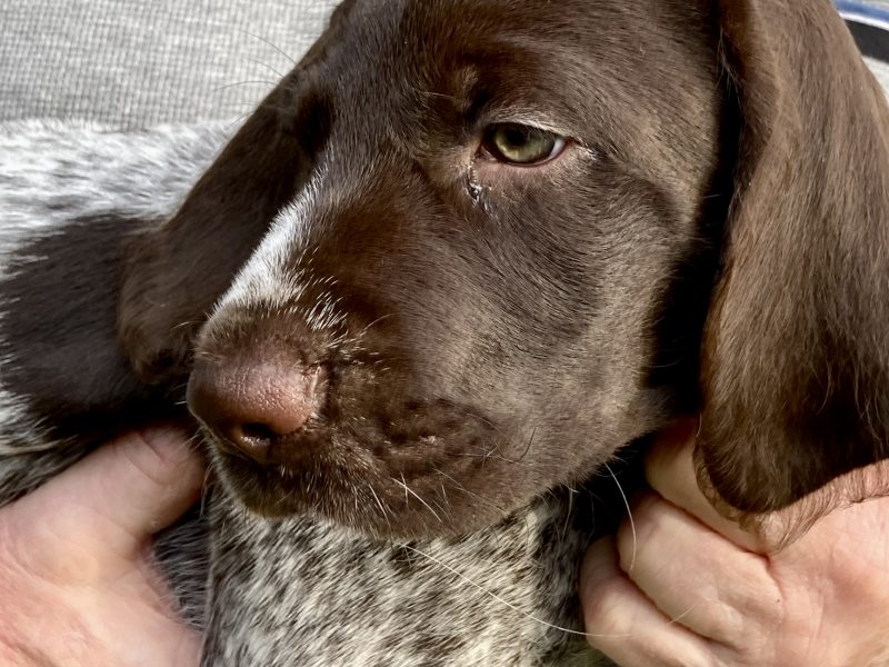 Rare mixed breed Gundog puppies. German Wirehaired Pointer (dam) and Italian Spinoni (sire)