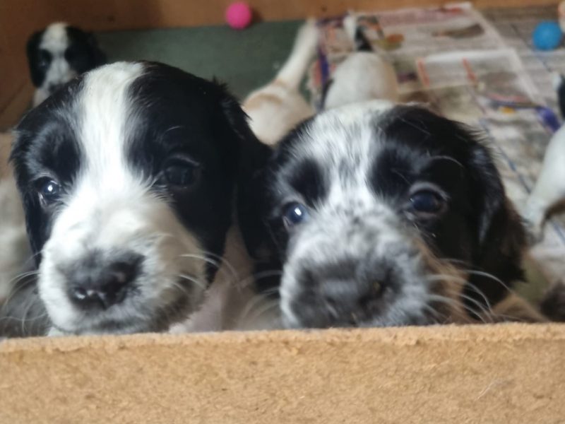 Working cocker spaniels