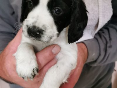 Working cocker spaniels