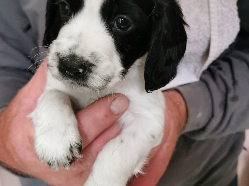 Working cocker spaniels