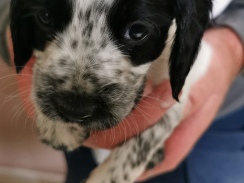 Working cocker spaniels