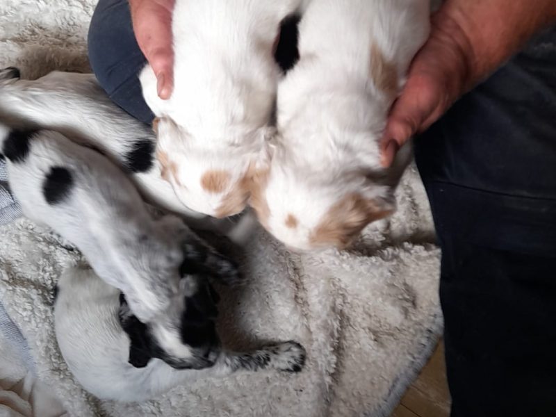 Working cocker spaniels