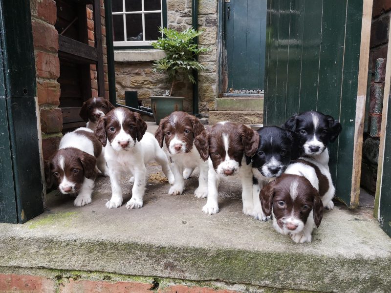English springer spaniel