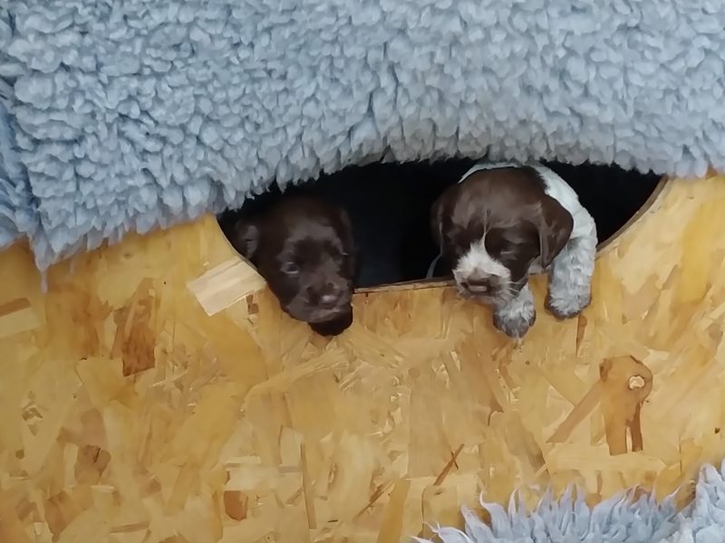 Working Cocker spaniel puppies