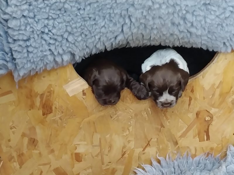 Working Cocker spaniel puppies
