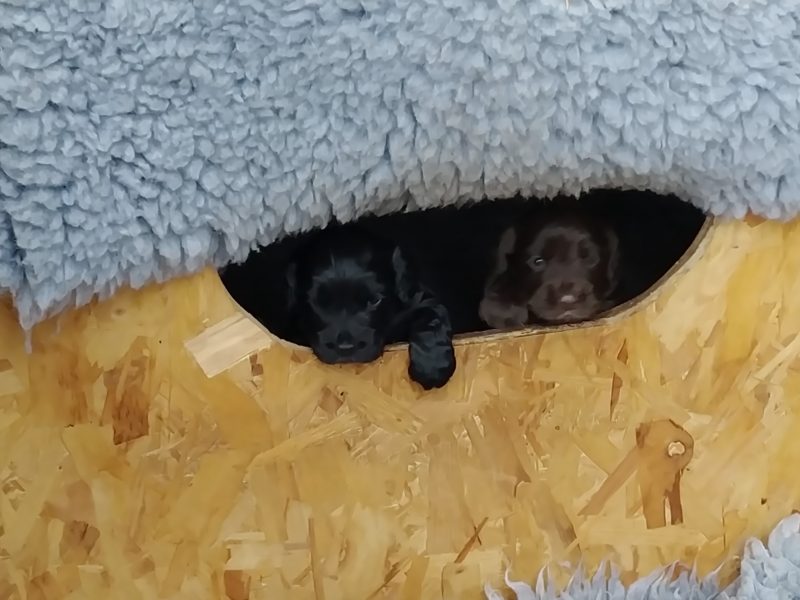 Working Cocker spaniel puppies