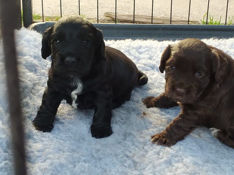 Working Cocker spaniel puppies