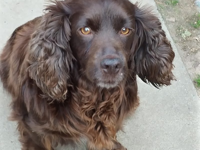 Working Cocker spaniel puppies