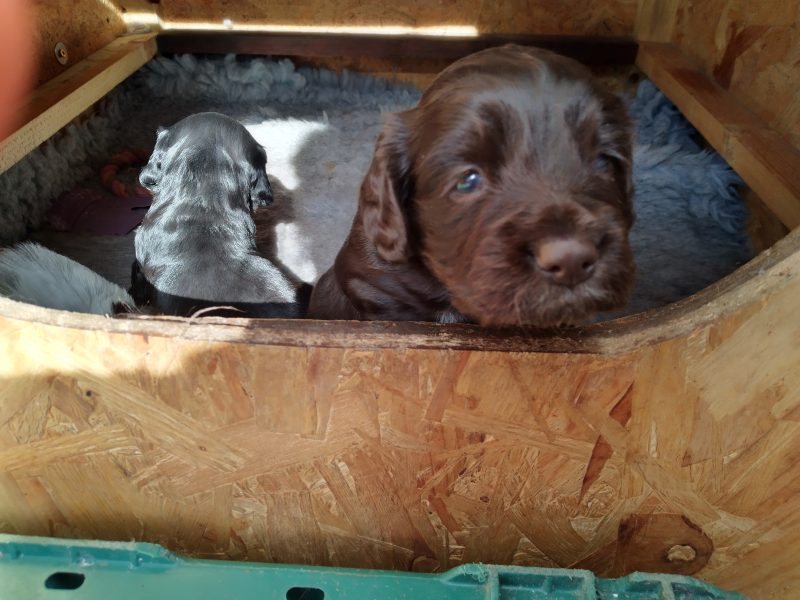 Working Cocker spaniel puppies