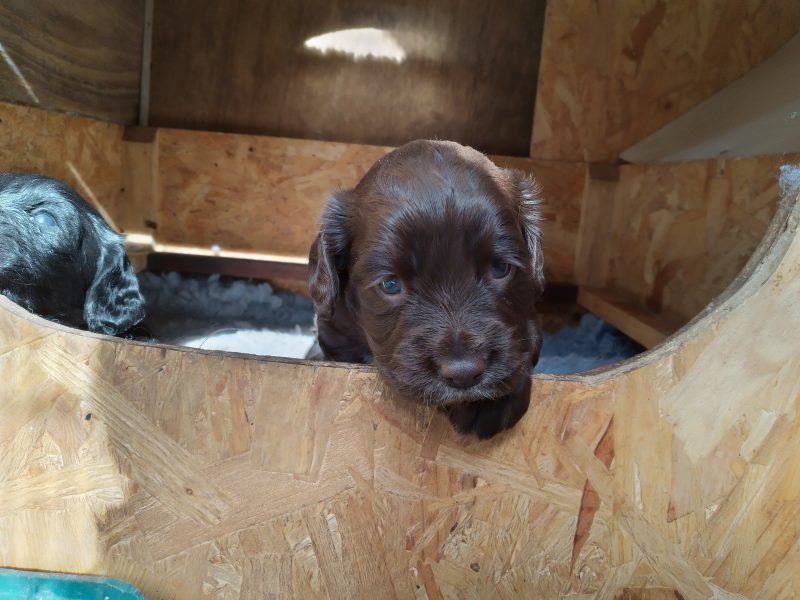 Working Cocker spaniel puppies