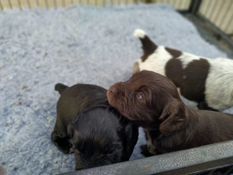 Working Cocker spaniel puppies