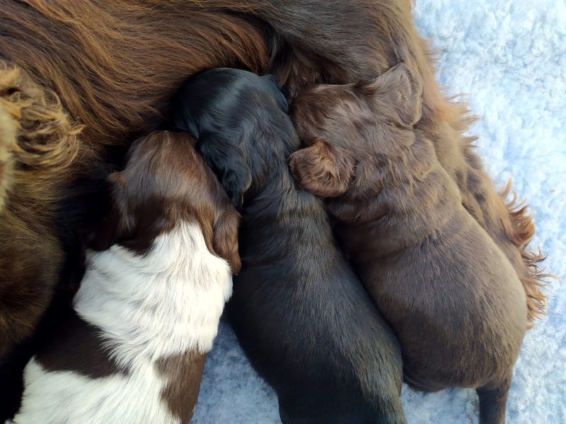 Working Cocker spaniel puppies