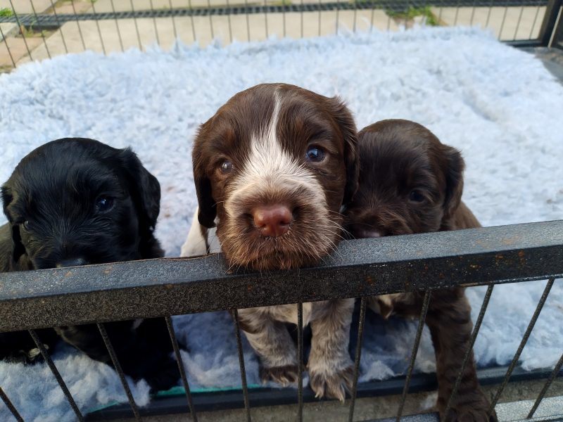 Working Cocker spaniel puppies