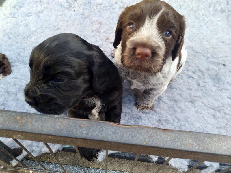 Working Cocker spaniel puppies