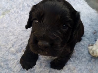 Working Cocker spaniel puppies