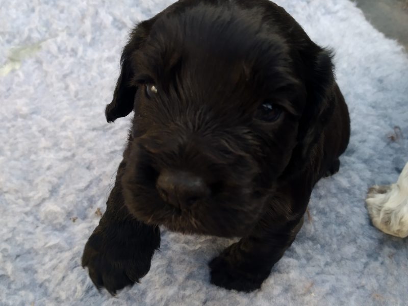 Working Cocker spaniel puppies