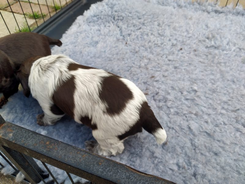 Working Cocker spaniel puppies