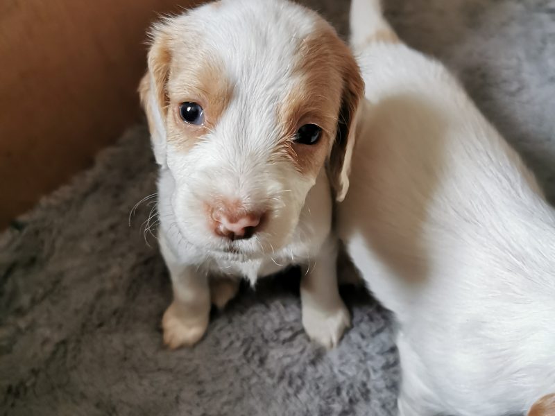 Working cocker spaniels