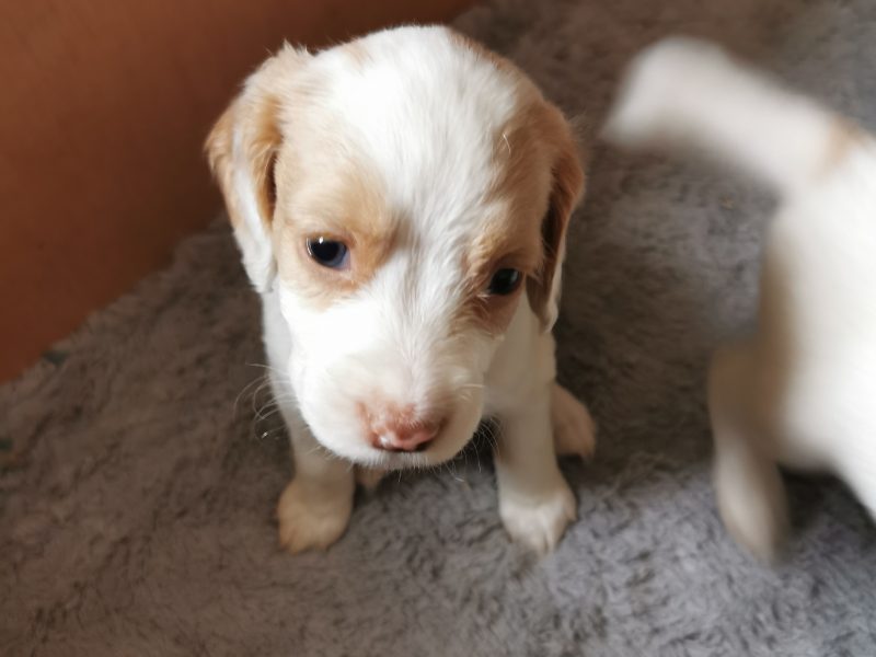 Working cocker spaniels