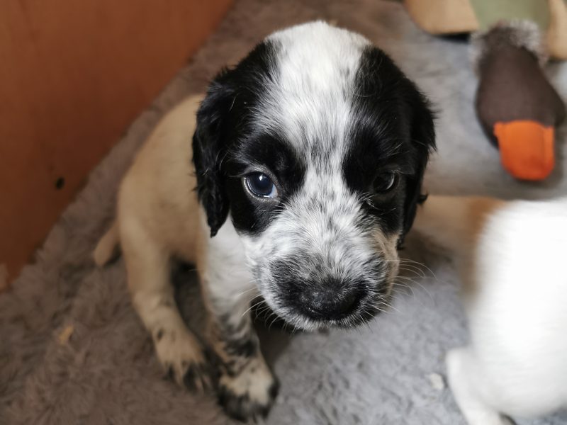 Working cocker spaniels