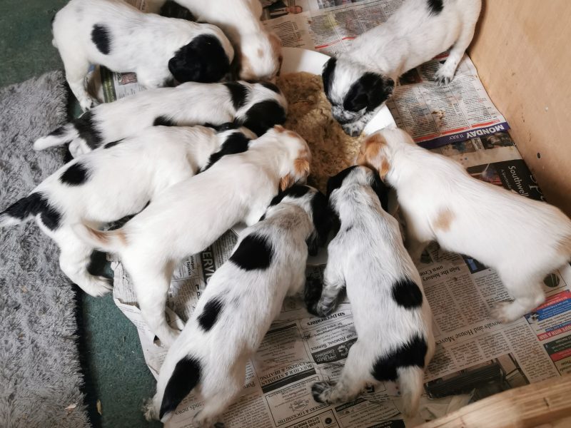 Working cocker spaniels