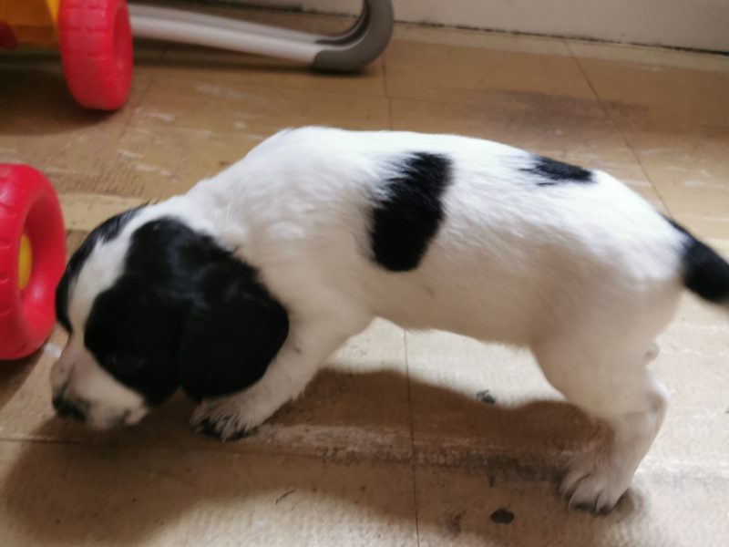 Working cocker spaniels
