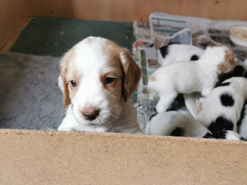 Working cocker spaniels