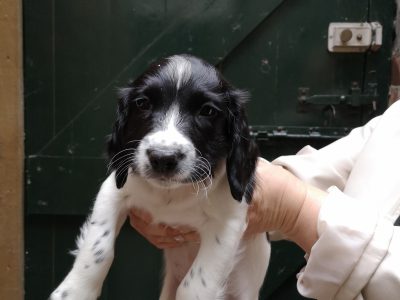 English springer spaniel