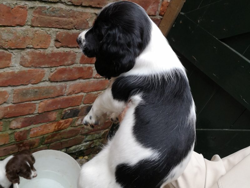 English springer spaniel