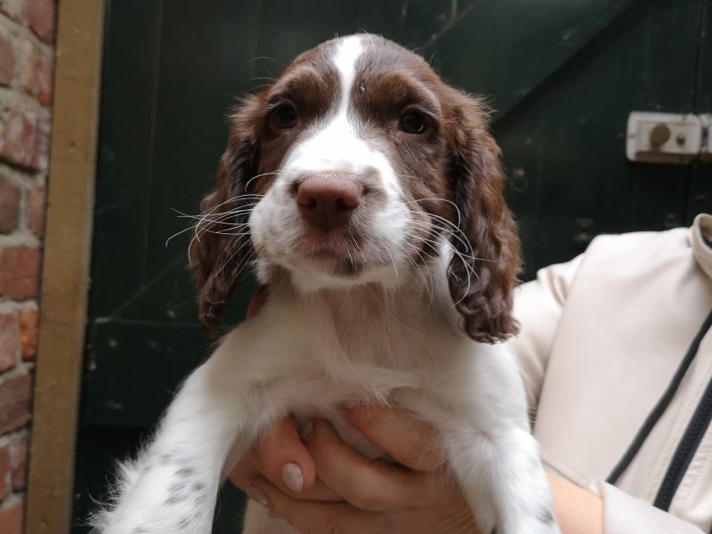 English springer spaniel