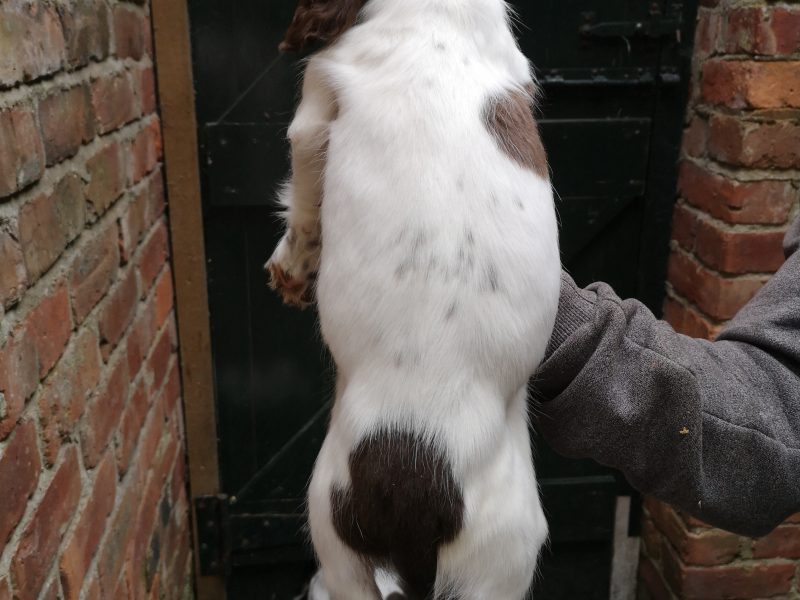 English springer spaniel