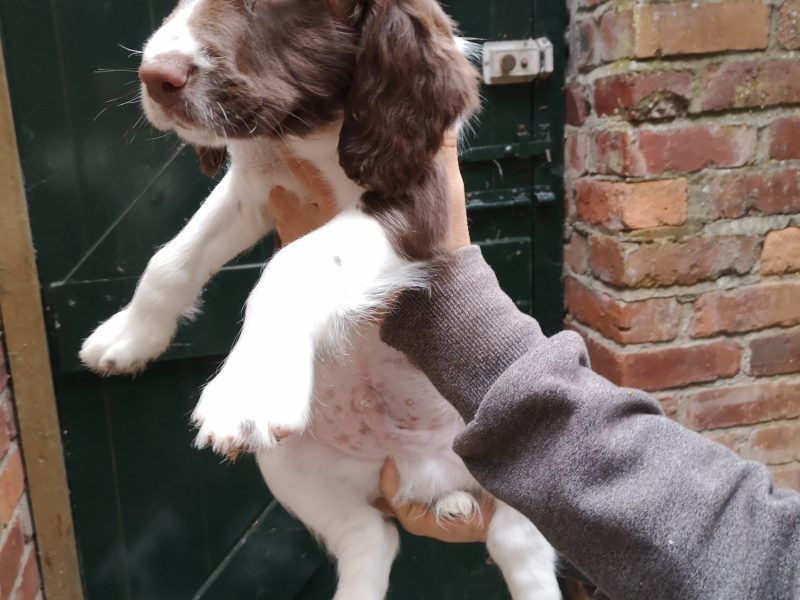 English springer spaniel