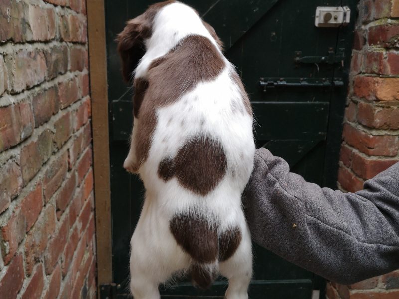 English springer spaniel