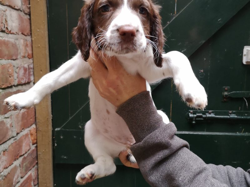 English springer spaniel