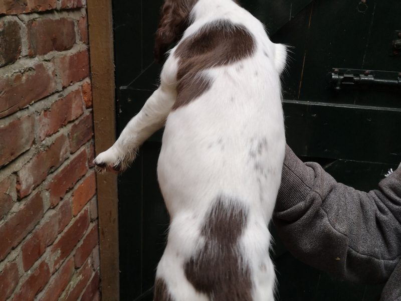 English springer spaniel