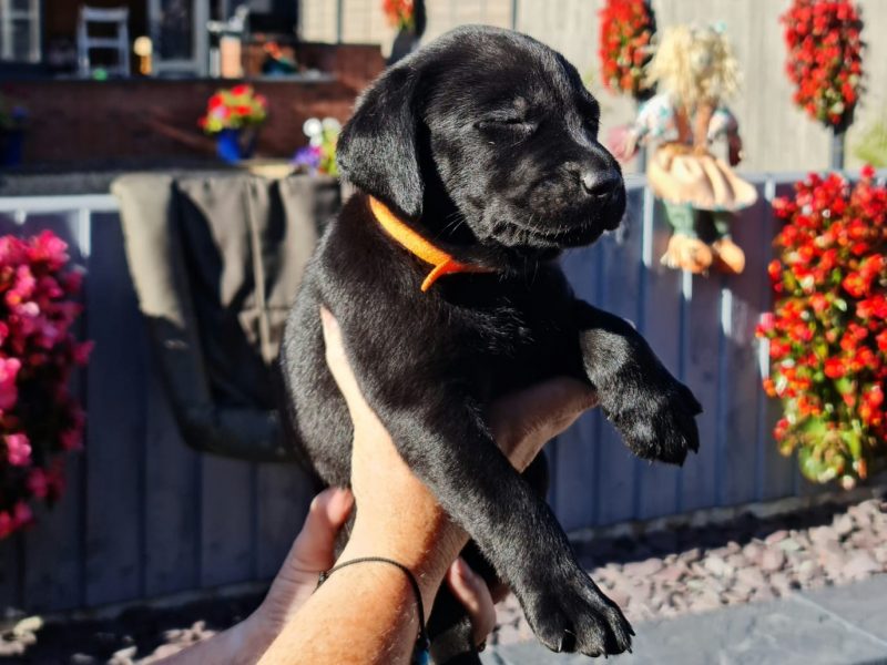 Beautiful Litter