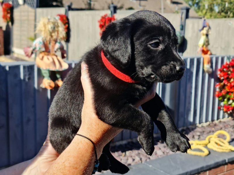 Beautiful Litter