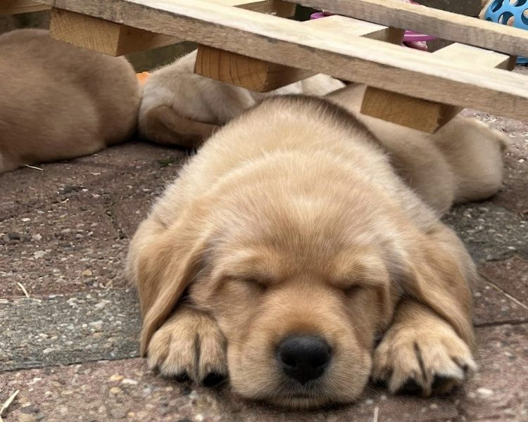 READY NOW Labrador Vizsla Puppies