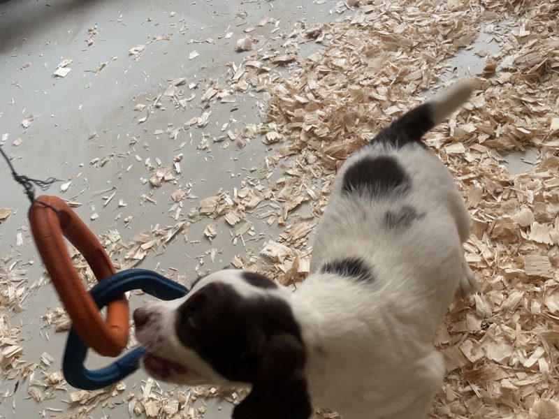 Stunning English springer spaniel puppies