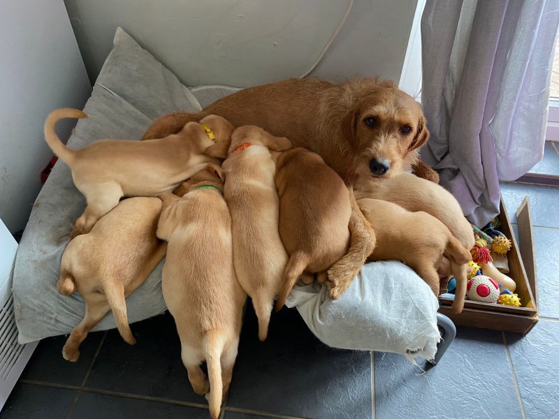READY NOW Labrador Vizsla Puppies