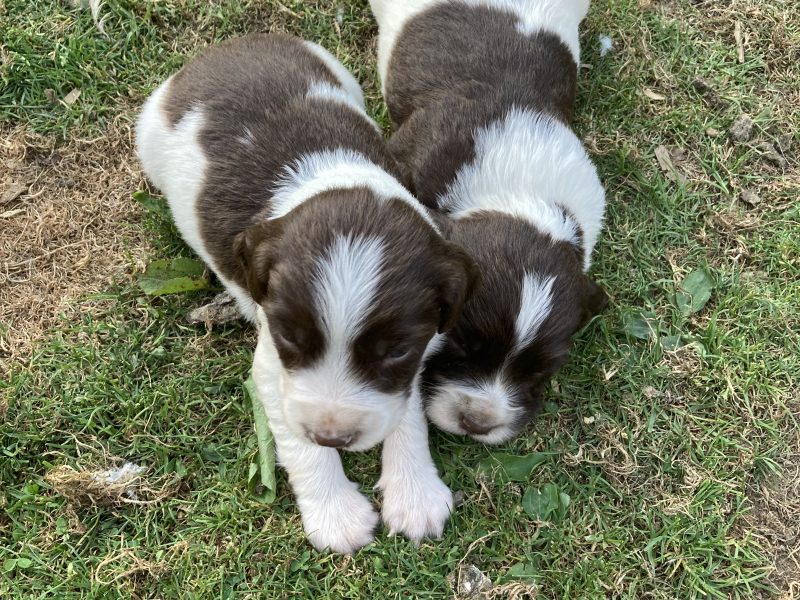 KC REGISTERED ENGLISH SPRINGER SPANIEL PUPS FOR SALE