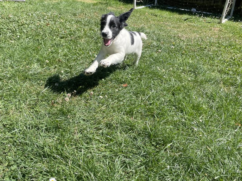 Stunning English springer spaniel puppies