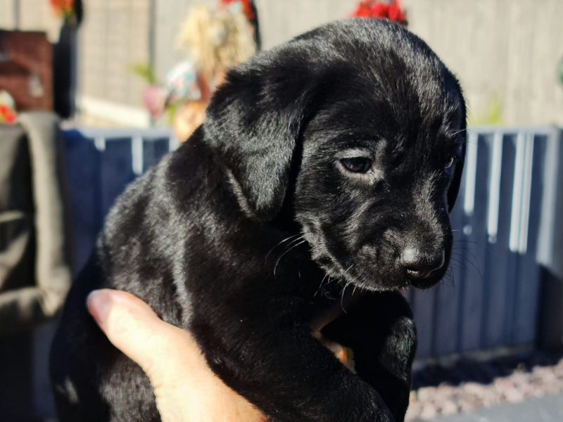 Beautiful Litter