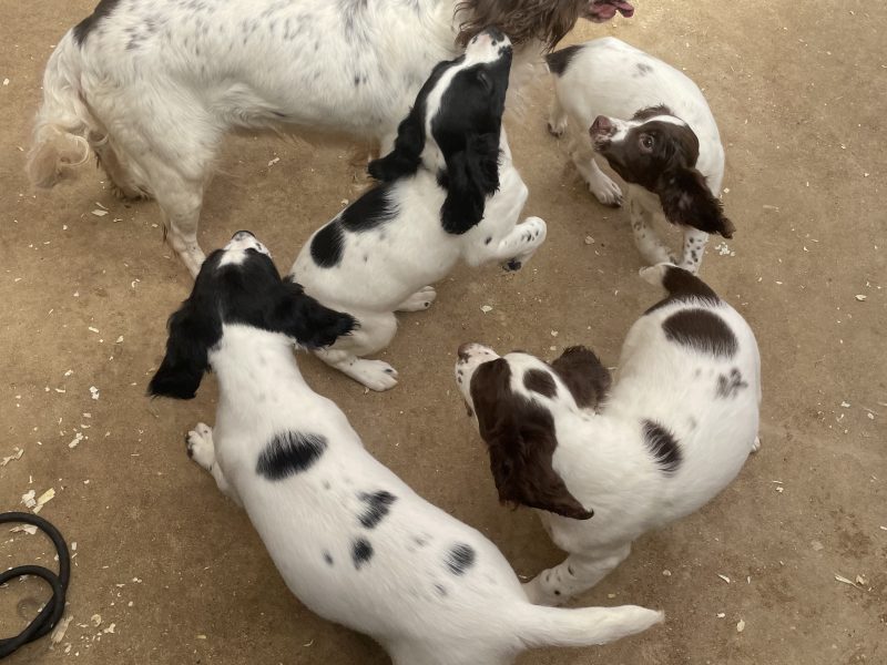Stunning English springer spaniel puppies