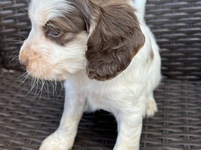Cocker spaniels
