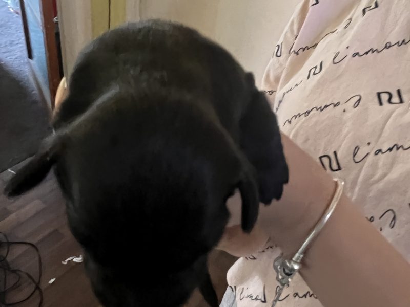 Sprockerdor pups